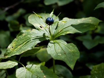 Letnie działania w Przedborskim Parku Krajobrazowym 2025, 